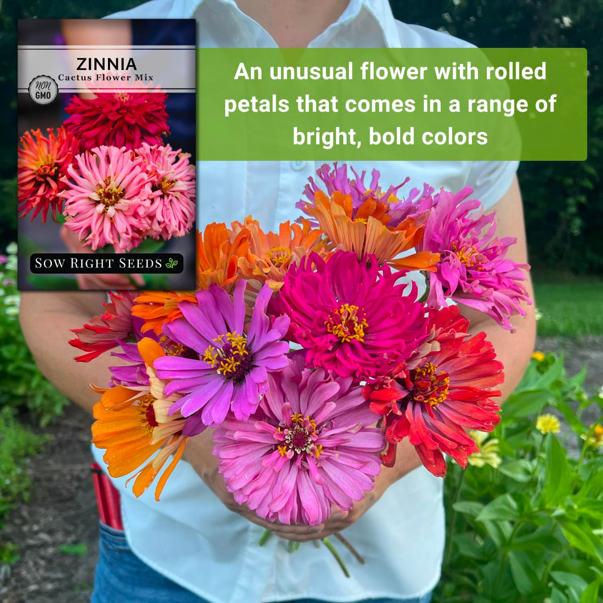 Sow Right Seeds zinnia cactus flower mix attracts butterflies and bees in your garden.