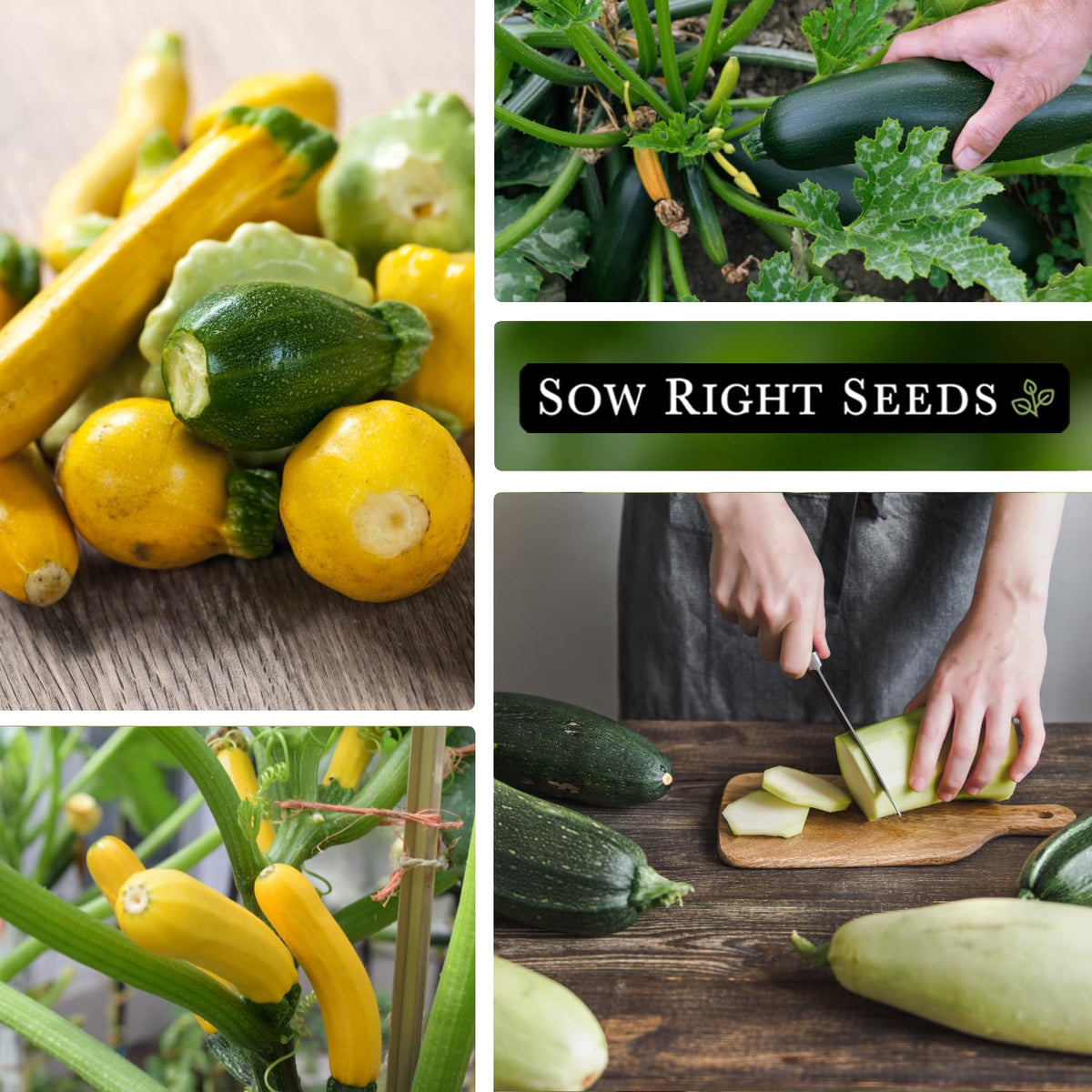 Sow Right Seeds zucchini mix mature fruits ready for harvest.