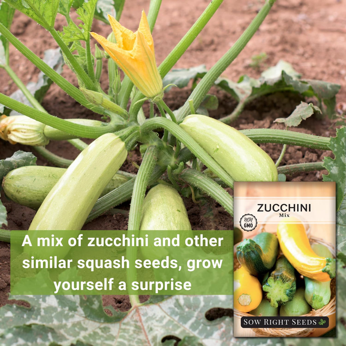 Sow Right Seeds zucchini mix growing in a sunny bed with even spacing.