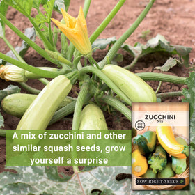 Sow Right Seeds zucchini mix growing in a sunny bed with even spacing.
