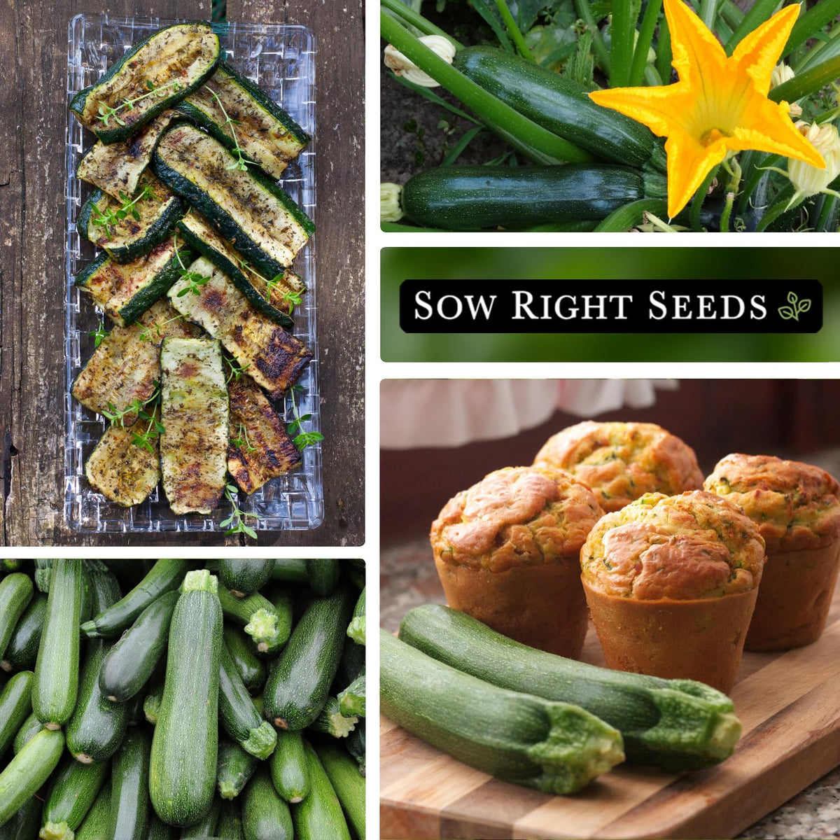 Sow Right Seeds Zucchini plants thriving in sun for containers or beds.