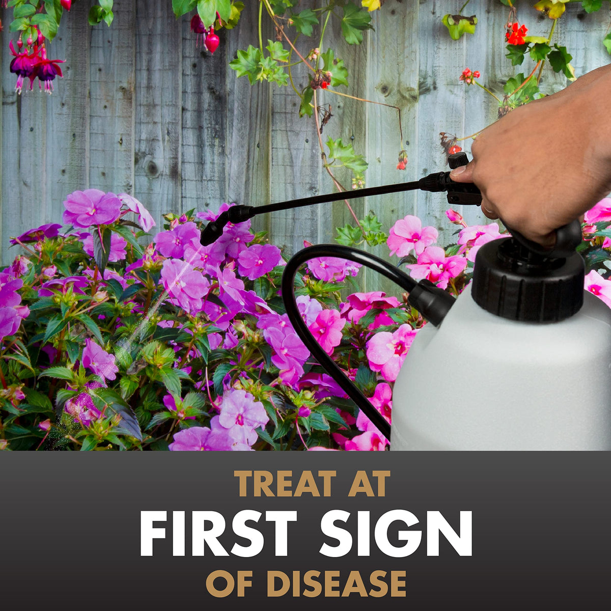 Spectracide Immunox spray action on plant surfaces for disease control