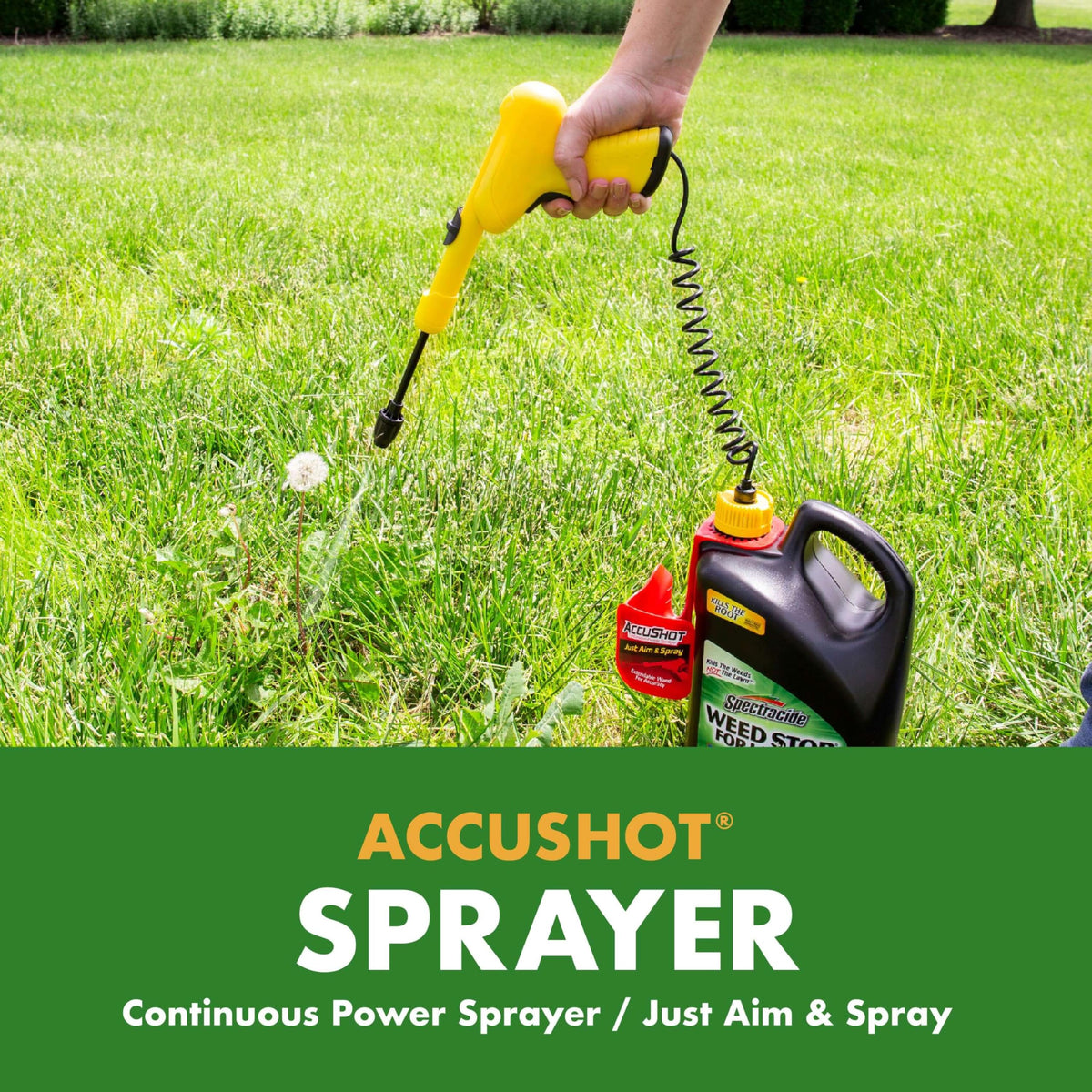 Close-up of Spectracide Weed Stop for Lawns killing weeds at the root level