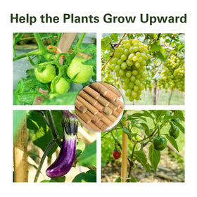 Sprigra bamboo stakes heavy-duty diameter provides strong plant support.