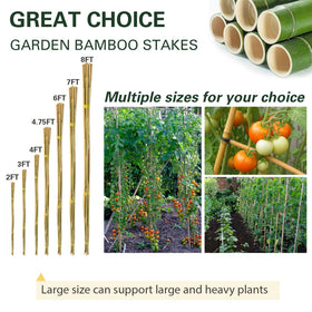 Sprigra bamboo stakes natural finish blends with garden scenery.