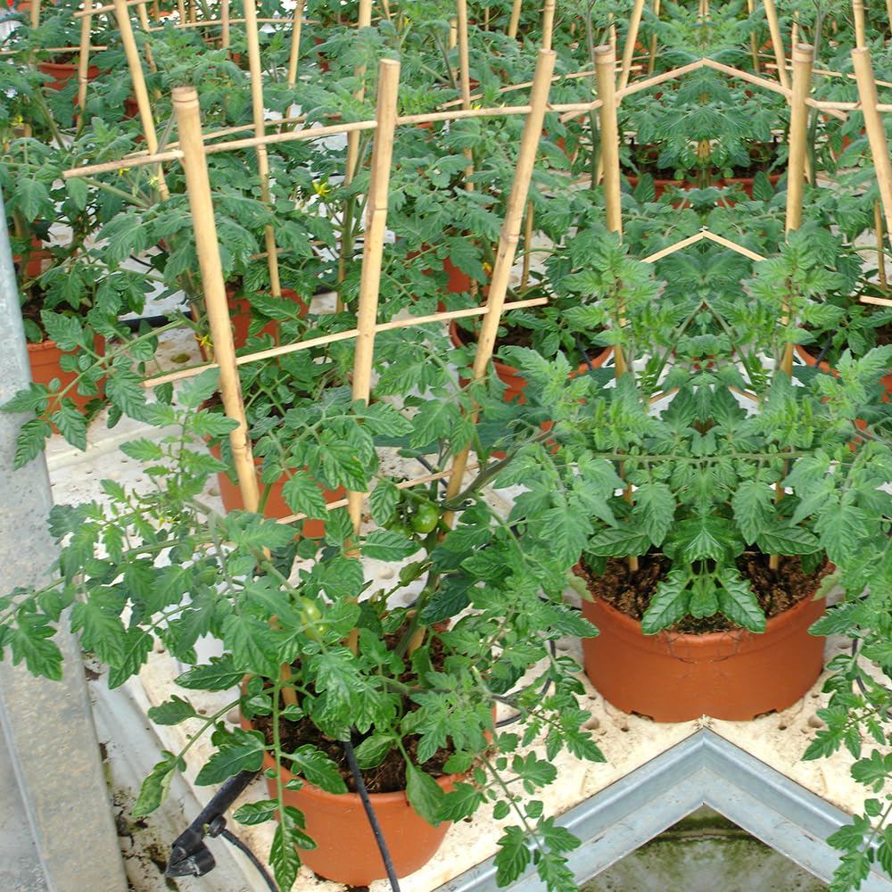 Sprigra Bamboo Trellis monarch mount showing easy ground insertion