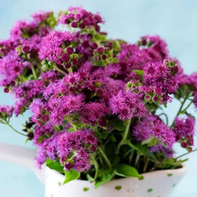 SPROUTARAQ Ageratum seeds container garden performance in pots.
