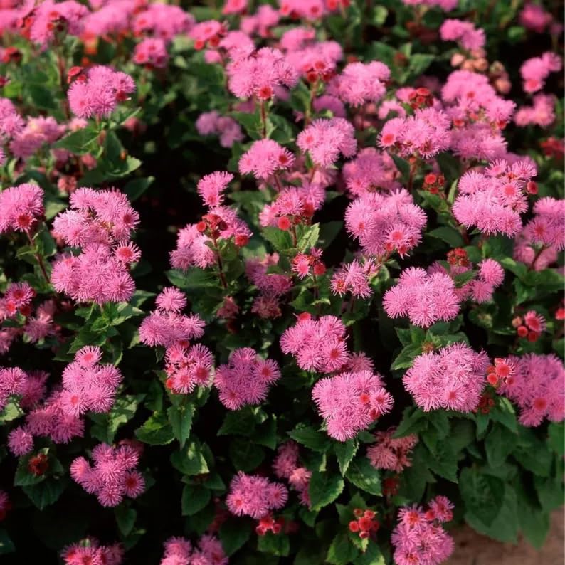 SPROUTARAQ Ageratum seeds compact dwarf plant habit in small beds.