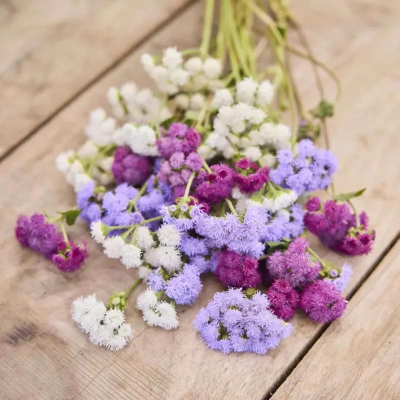 SPROUTARAQ Ageratum fragrant flowers add scent to sunny borders.