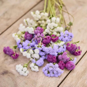 SPROUTARAQ Ageratum fragrant flowers add scent to sunny borders.