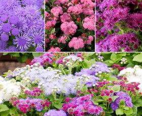 SPROUTARAQ Ageratum seeds mixed colors blooming for vibrant borders and pollinator-friendly gardens.