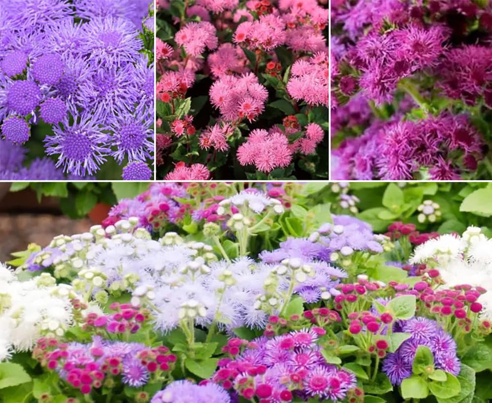 SPROUTARAQ Ageratum seeds mixed colors blooming for vibrant borders and pollinator-friendly gardens.