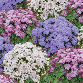 SPROUTARAQ Ageratum blooms attract pollinators in the garden.