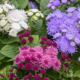 SPROUTARAQ Ageratum blooms through summer to fall for continuous color.