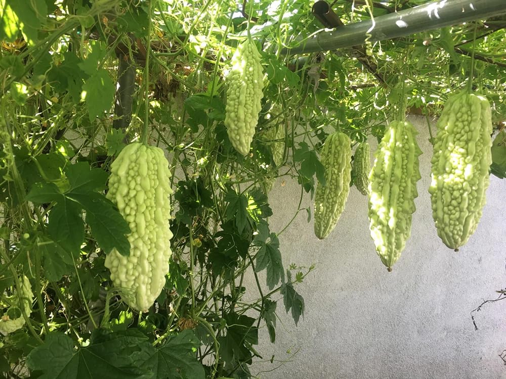 SPROUTARAQ bitter gourd vine setup shows trellis-ready growth for compact spaces