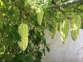 SPROUTARAQ bitter gourd vine setup shows trellis-ready growth for compact spaces