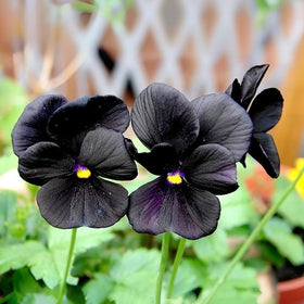 SPROUTARAQ black devil pansy serves as a striking border plant in perennial beds.