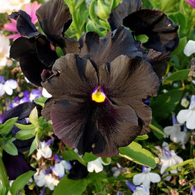 SPROUTARAQ black devil pansy bloom shows pure black petals with a yellow center, great for gothic garden contrasts.