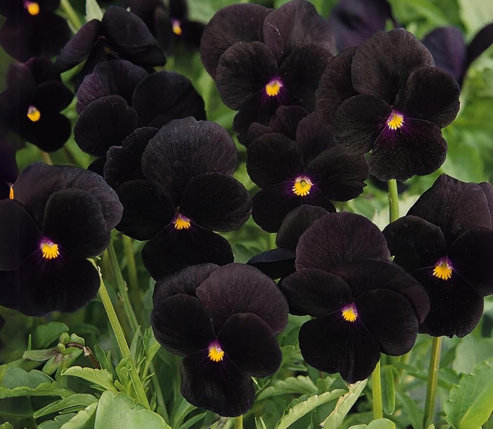 SPROUTARAQ black devil pansy early spring growth signals seasonal color for beds outdoors.