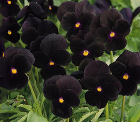 SPROUTARAQ black devil pansy early spring growth signals seasonal color for beds outdoors.