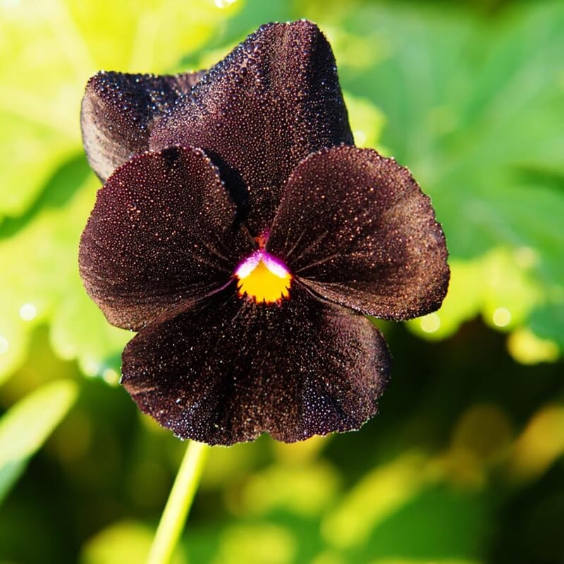 SPROUTARAQ black devil pansy leaf closeup reveals rich texture and velvety petals, ideal for borders.