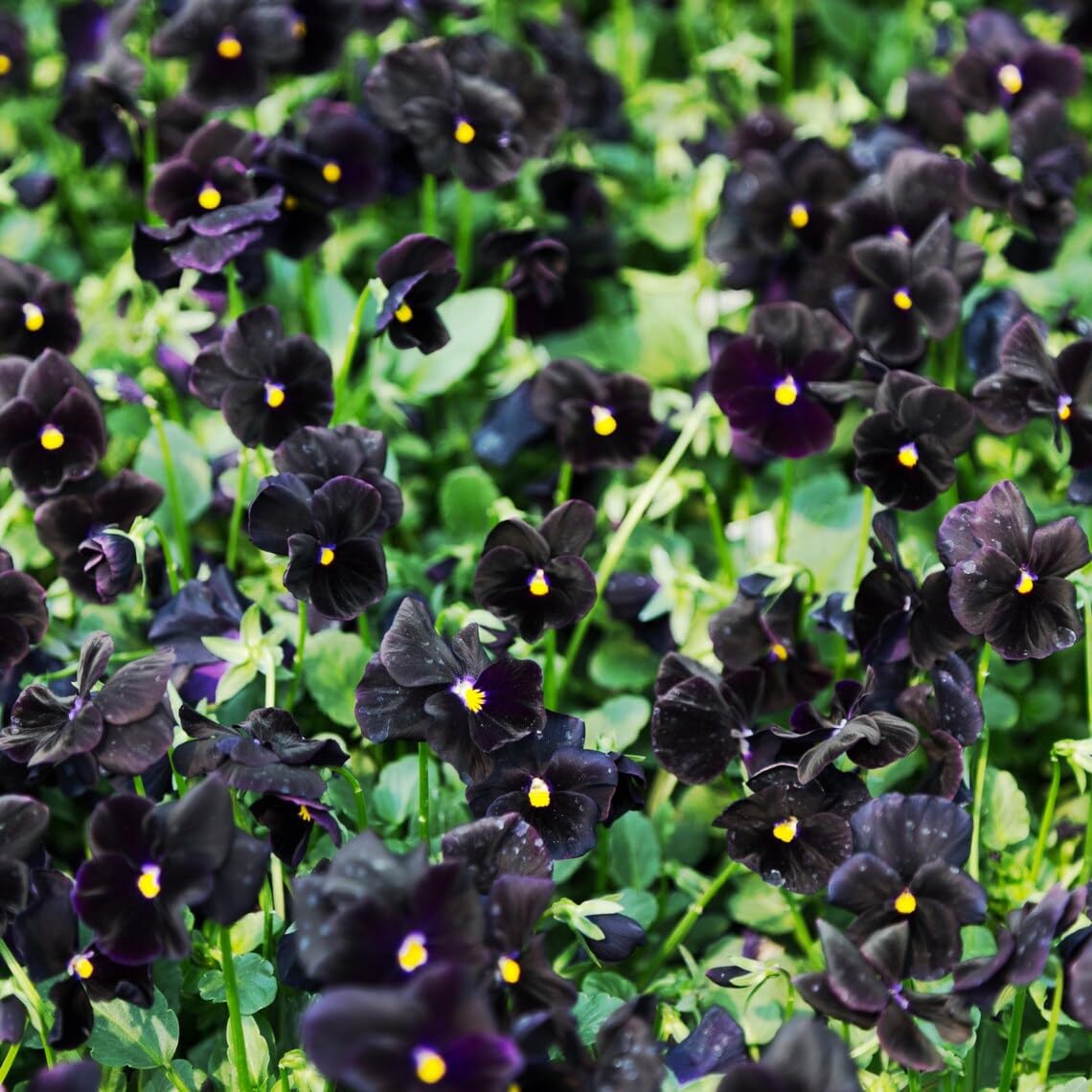 SPROUTARAQ black devil pansy in a pot adds dramatic contrast for container gardens.