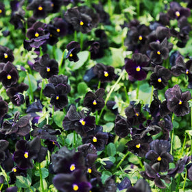 SPROUTARAQ black devil pansy in a pot adds dramatic contrast for container gardens.