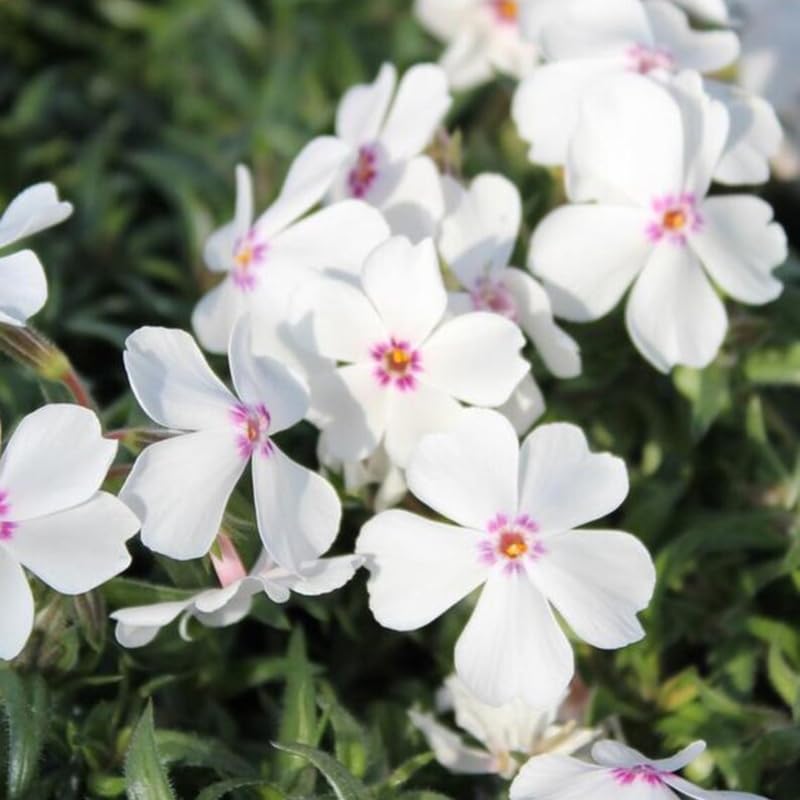 SPROUTARAQ creeping phlox blooms in spring, adding color and drought resilience.