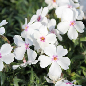 SPROUTARAQ creeping phlox blooms in spring, adding color and drought resilience.