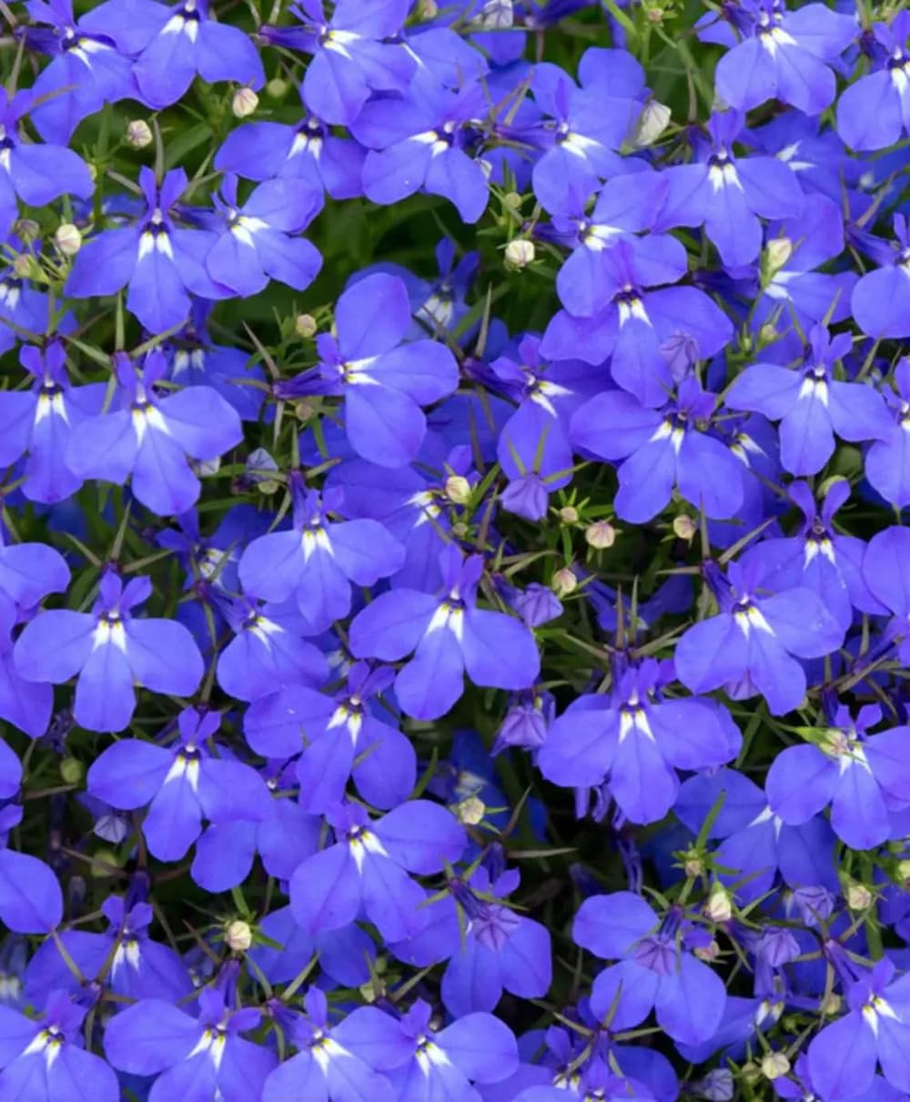 SPROUTARAQ blue Lobelia erinus seeds packet with sapphire blooms for sunny borders.