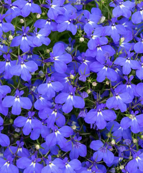 SPROUTARAQ blue Lobelia erinus seeds packet with sapphire blooms for sunny borders.