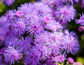 SPROUTARAQ Blue Mink Ageratum thriving in a compact bed for easy border color