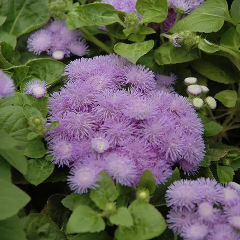 SPROUTARAQ Blue Mink Ageratum thriving in containers, ideal for balconies and small spaces