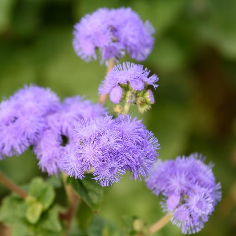 SPROUTARAQ Blue Mink Ageratum bloom close-up showing powder-blue petals and fluffy texture