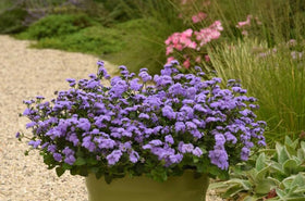 SPROUTARAQ Blue Mink Ageratum foliage and blooms along a sunny border
