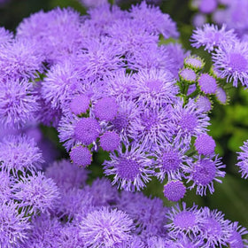 SPROUTARAQ Blue Mink Ageratum attracts pollinators, enriching garden biodiversity