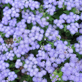 SPROUTARAQ Blue Mink Ageratum seed pack in a sunlit border ready for direct sow
