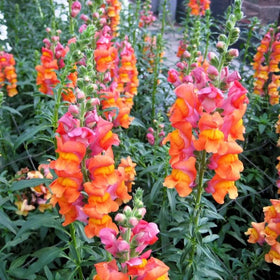 SPROUTARAQ border-ready orange snapdragons brighten garden edges.
