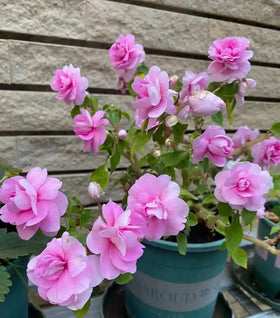 SPROUTARAQ Border-ready impatiens for cottage garden appeal