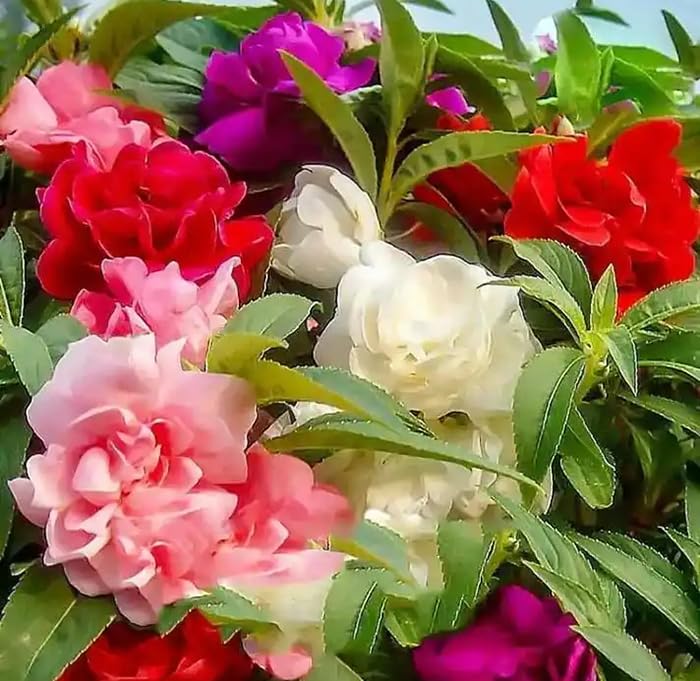 SPROUTARAQ Camelia Flowered Mix blooms in a garden bed