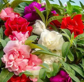 SPROUTARAQ Camelia Flowered Mix blooms in a garden bed