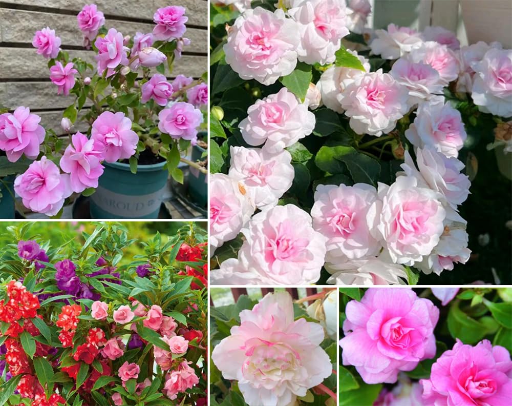 SPROUTARAQ Camelia Flowered Mix seeds ready for spring sowing and color