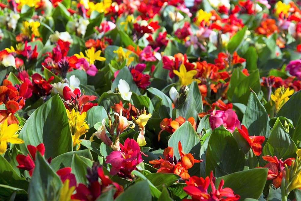 SPROUTARAQ Canna Lily Seeds Closeup Blooms showing rich multi-colored petals.