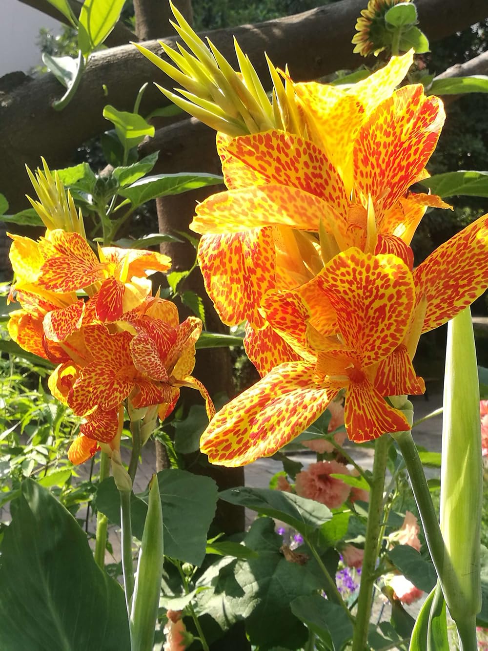 SPROUTARAQ Canna Lily Seeds Container Display ideal for patios and ponds.