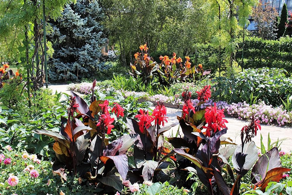 SPROUTARAQ Canna Lily Seeds Cut Flower Bouquet for long-lasting arrangements.