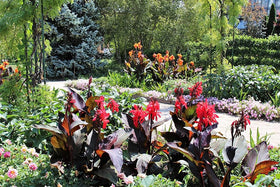 SPROUTARAQ Canna Lily Seeds Cut Flower Bouquet for long-lasting arrangements.