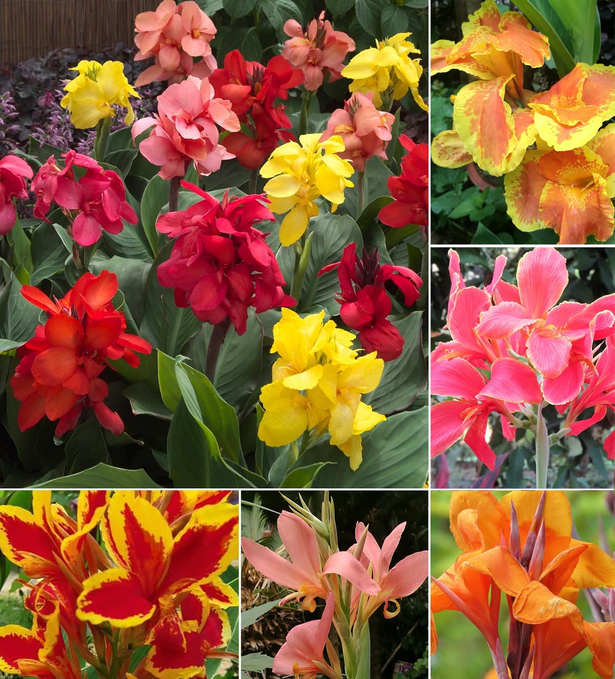 SPROUTARAQ Canna Lily Seeds Mix Colors Pack for vibrant border beds.