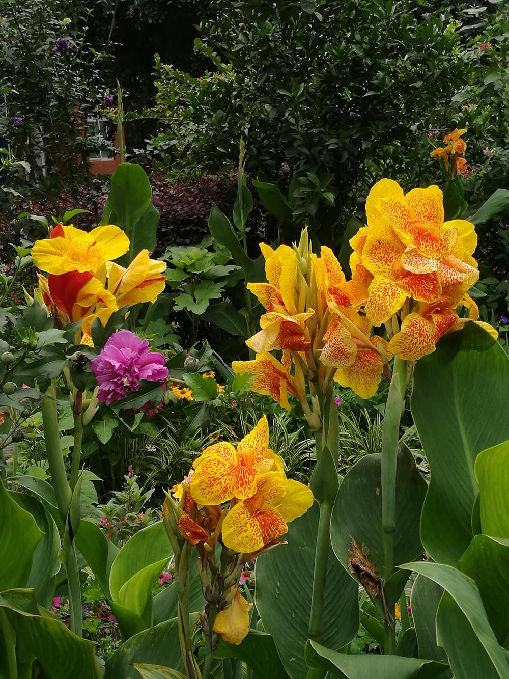 SPROUTARAQ Canna Lily Seeds Moist Soil Tolerance for moist garden edges.