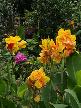 SPROUTARAQ Canna Lily Seeds Moist Soil Tolerance for moist garden edges.