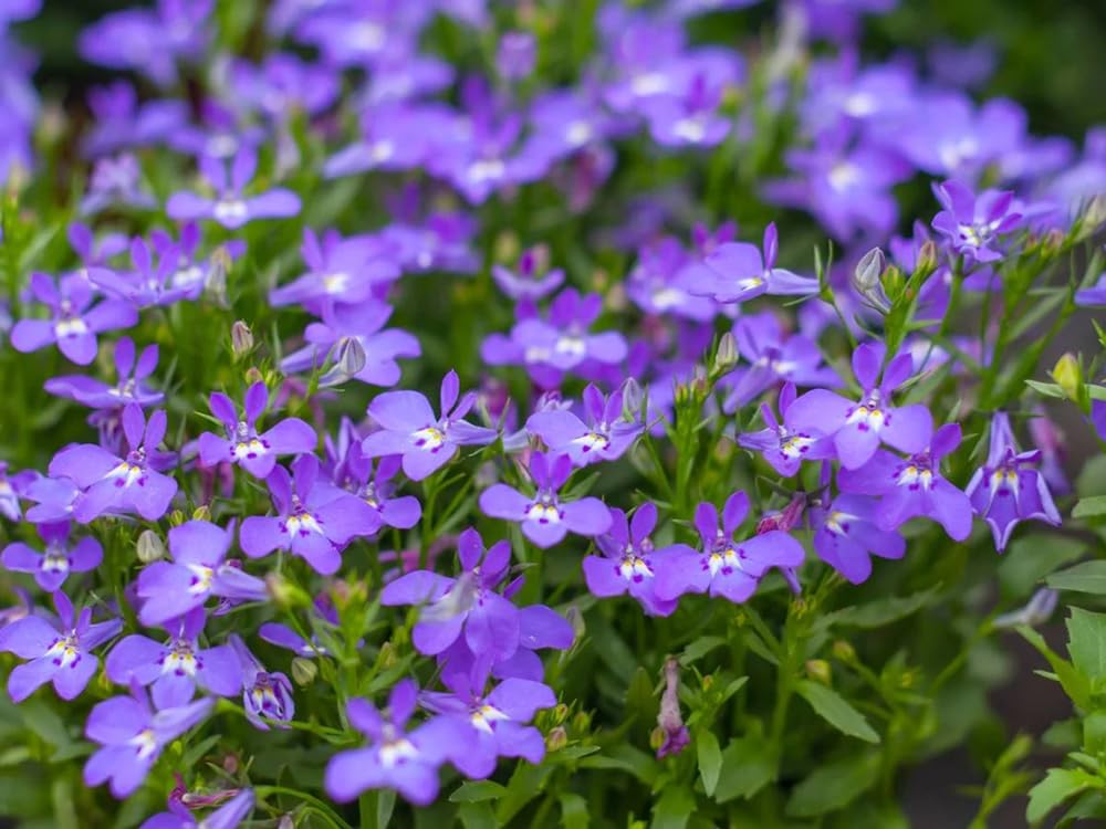 SPROUTARAQ carpet Lobelia blue blooms cascading for hanging baskets and ground cover.